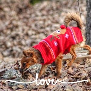 Meet your Posher, Holly